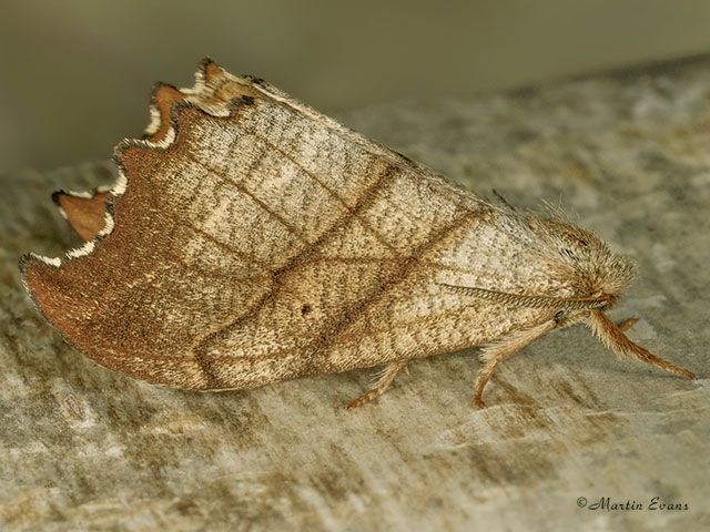  65.001 Scalloped Hook-tip Copyright Martin Evans 