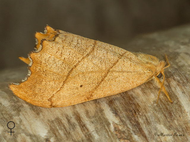  65.001 Scalloped Hook-tip Copyright Martin Evans 