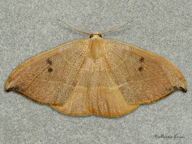  65.0021 Spiny Hook-tip Copyright Martin Evans 