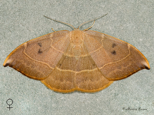  65.0021 Spiny Hook-tip female Copyright Martin Evans 