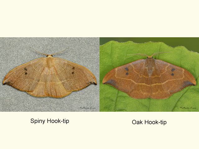  65.0021 Spiny Hook-tip and Oak Hook-tip Copyright Martin Evans 