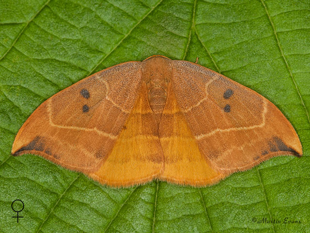  65.002 Oak Hook-tip female Copyright Martin Evans 