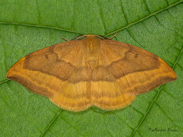  65.003 Barred Hook-tip Copyright Martin Evans 
