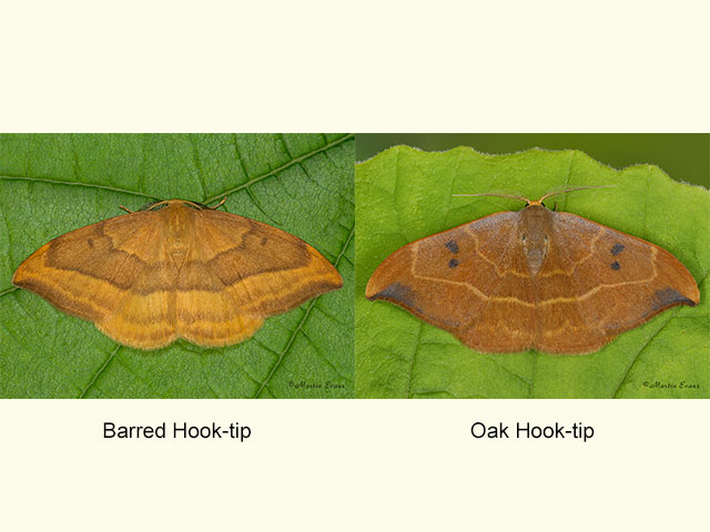  65.003 Barred Hook-tip and Oak Hook-tip Copyright Martin Evans 