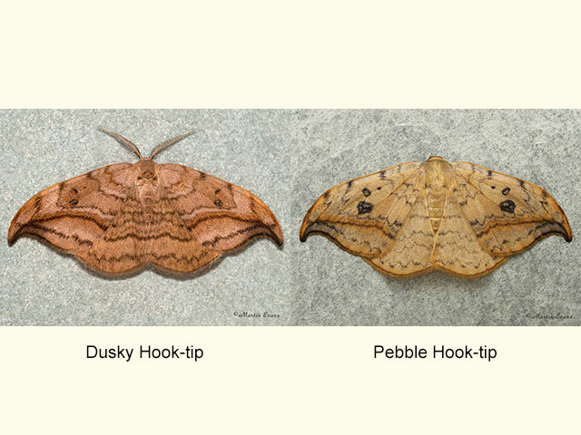  65.004 Dusky Hook-tip and Pebble Hook-tip Copyright Martin Evans 