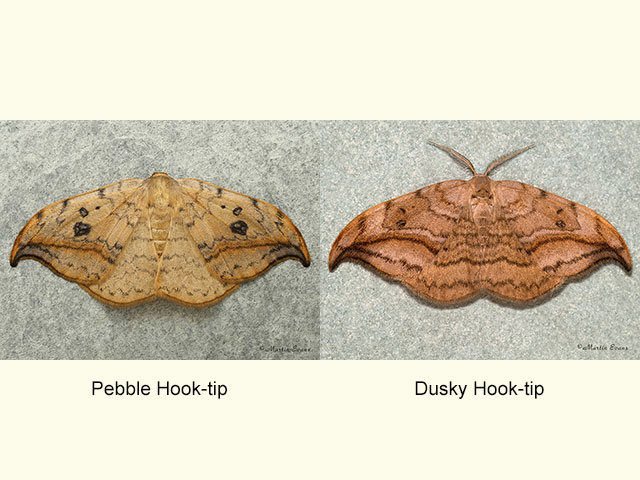  65.005 Pebble Hook-tip and Dusky Hook-tip Copyright Martin Evans 