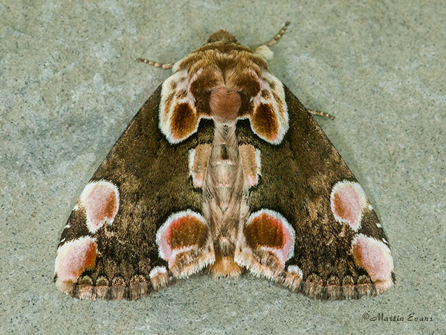  65.008 Peach Blossom Copyright Martin Evans 