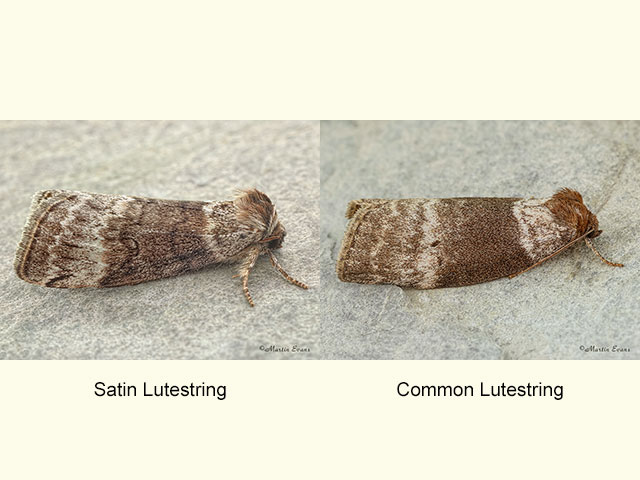  65.012 Satin Lutestring and Common Lutestring Copyright Martin Evans 