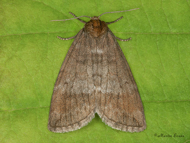  65.013 Common Lutestring Copyright Martin Evans 