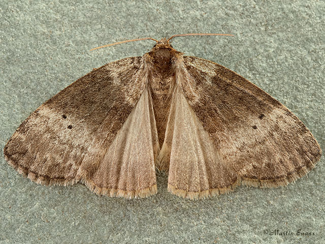  65.013 Common Lutestring Copyright Martin Evans 