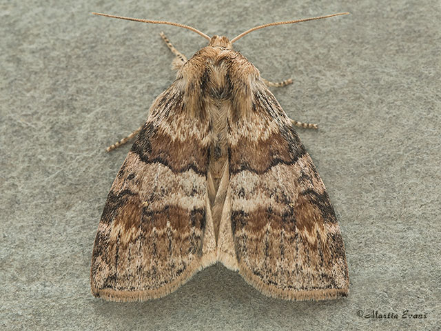  65.014 Oak Lutestring Copyright Martin Evans 