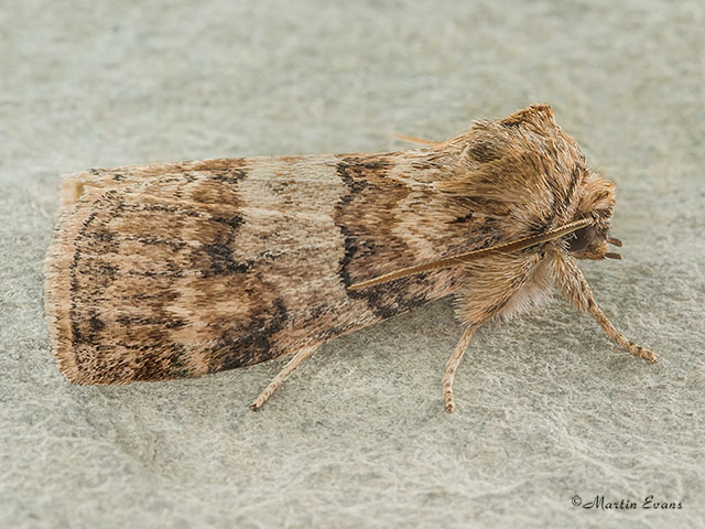  65.014 Oak Lutestring Copyright Martin Evans 
