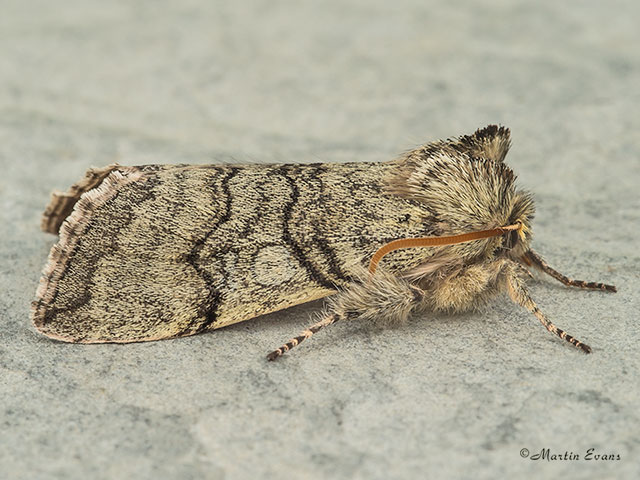  65.016 Yellow Horned Copyright Martin Evans 