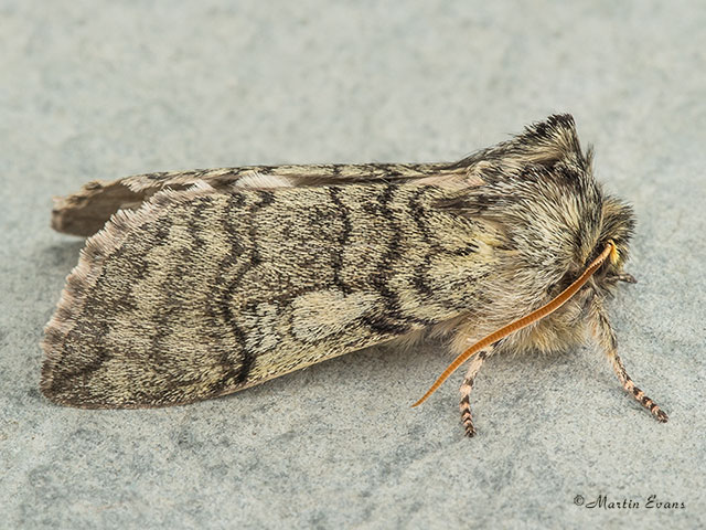  65.016 Yellow Horned form Copyright Martin Evans 