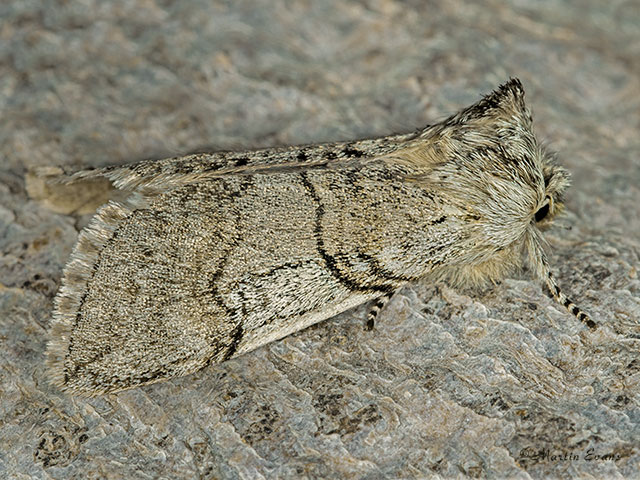  65.016 Yellow Horned form Copyright Martin Evans 