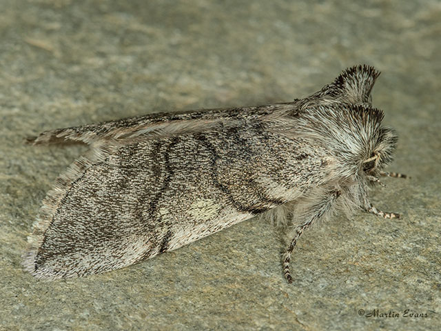  65.016 Yellow Horned form Copyright Martin Evans 
