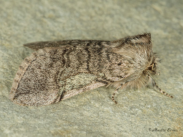  65.016 Yellow Horned form scotica Copyright Martin Evans 
