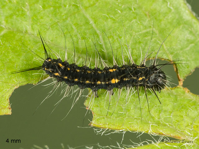  66.001 December Moth larva 4mm Copyright Martin Evans 