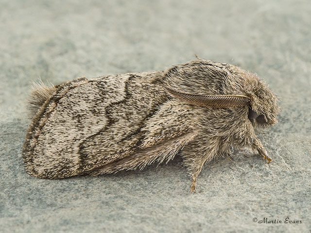  66.002 Pale Eggar Copyright Martin Evans 