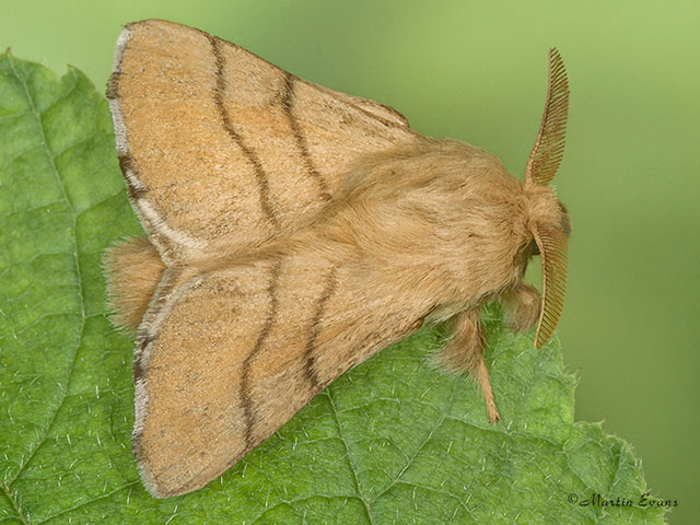  66.003 Lackey Copyright Martin Evans 