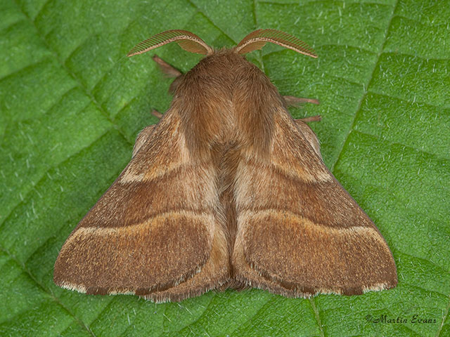  66.003 Lackey Copyright Martin Evans 
