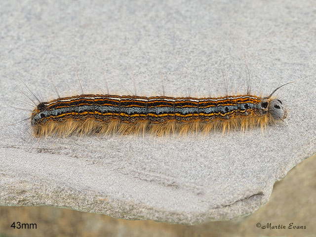  66.003 Lackey larva 43mm Copyright Martin Evans 