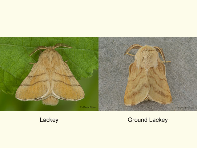  66.003 Lackey and Ground Lackey Copyright Martin Evans 