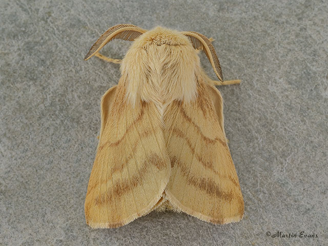  66.004 Ground Lackey Copyright Martin Evans 