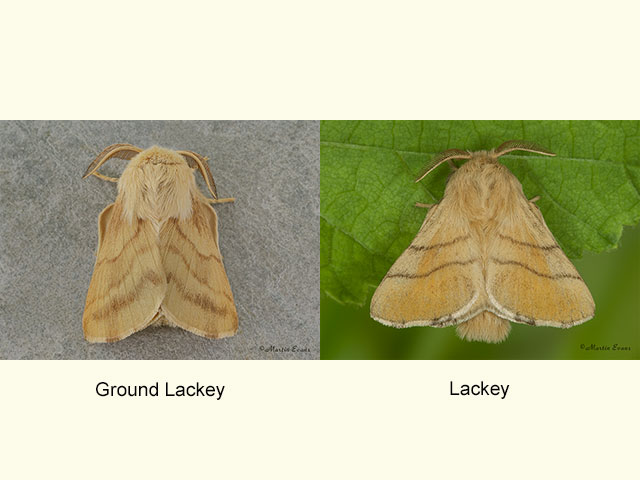  66.004 Ground Lackey and Lackey Copyright Martin Evans 
