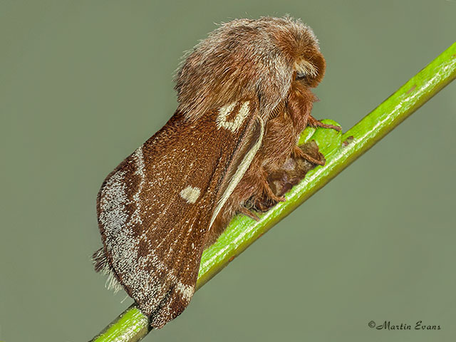  66.005 Small Eggar Copyright Martin Evans 