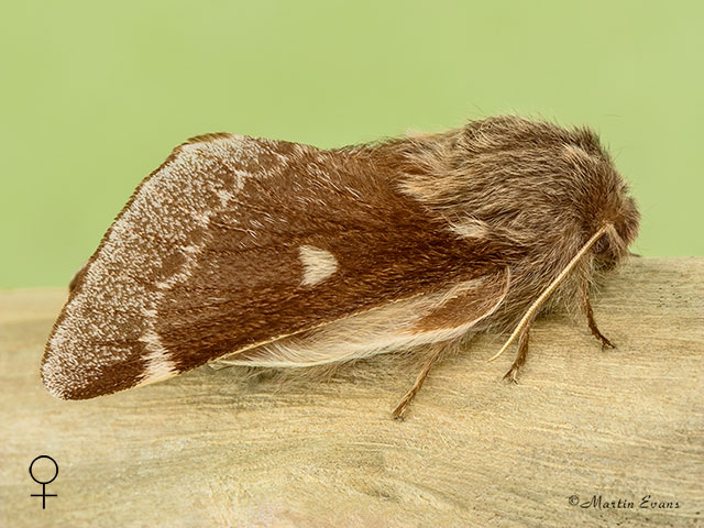  66.005 Small Eggar female Copyright Martin Evans 