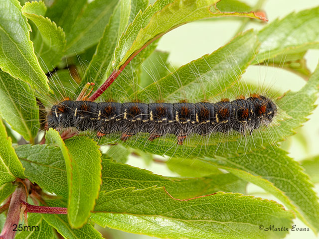  66.005 Small Eggar larva 25mm Copyright Martin Evans 