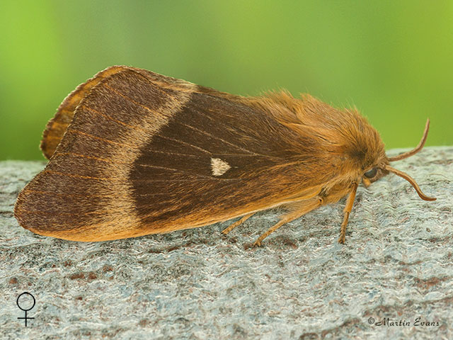  66.007 Oak Eggar female Copyright Martin Evans 