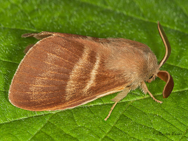  66.008 Fox Moth Copyright Martin Evans 