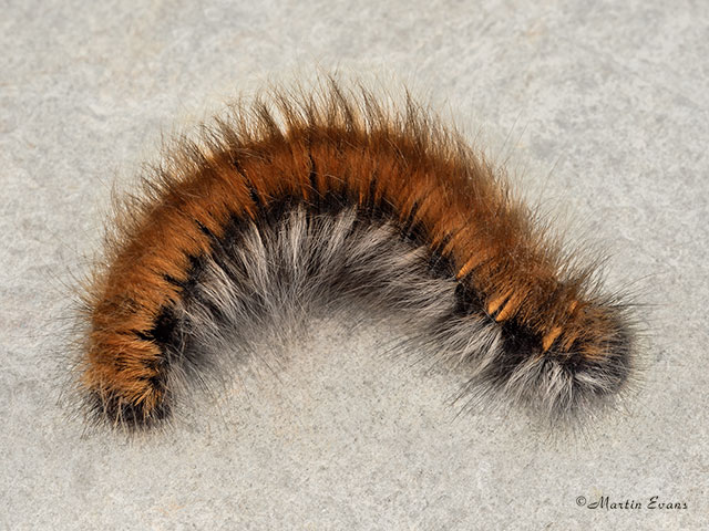  66.008 Fox Moth larva 45mm Copyright Martin Evans 