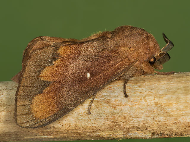  66.009 Pine Tree Lappet Copyright Martin Evans 