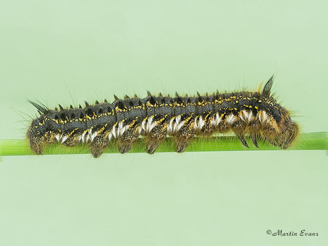  66.010 Drinker larva length 44mm Copyright Martin Evans 
