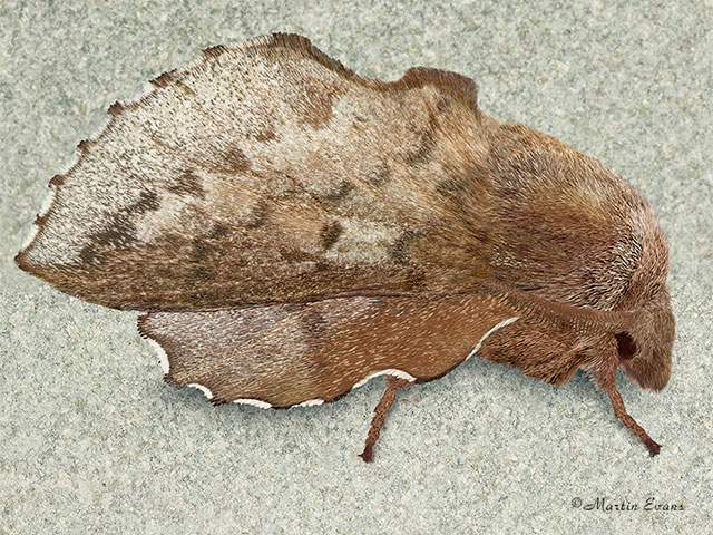  66.011 Small Lappet Copyright Martin Evans 