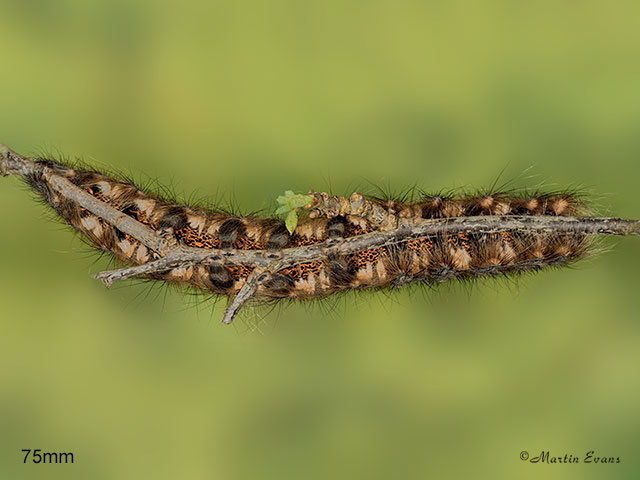  66.012 Lappet larva underside 75mm Copyright Martin Evans 