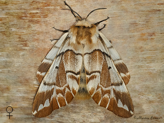  67.001 Kentish Glory female Copyright Martin Evans 