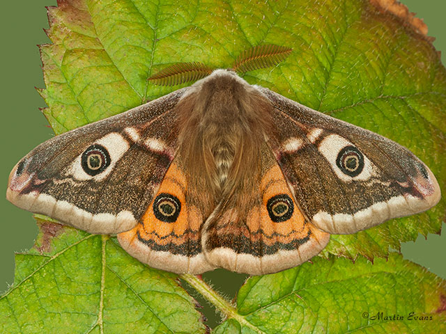  68.001 Emperor Moth Copyright Martin Evans 