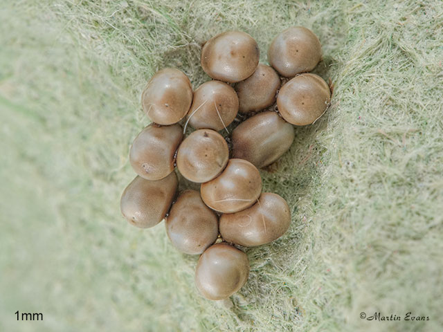  68.001 Emperor Moth ova 1mm Copyright Martin Evans 
