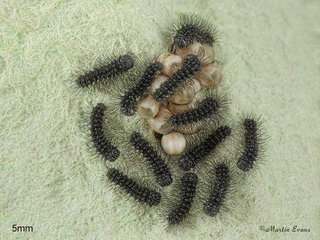  68.001 Emperor Moth newly hatched larva 5mm Copyright Martin Evans 