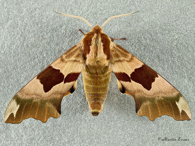  69.001 Lime Hawk-moth Copyright Martin Evans 