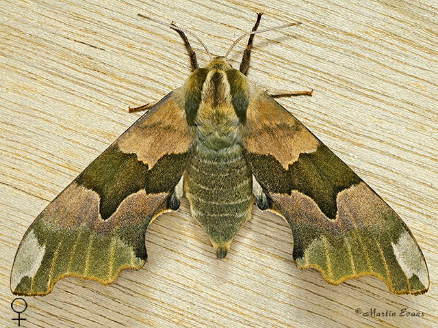  69.001 Lime Hawk-moth female Copyright Martin Evans 