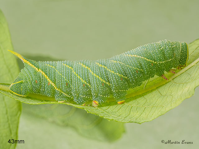  69.003 Poplar Hawk-moth larva 43mm Copyright Martin Evans 