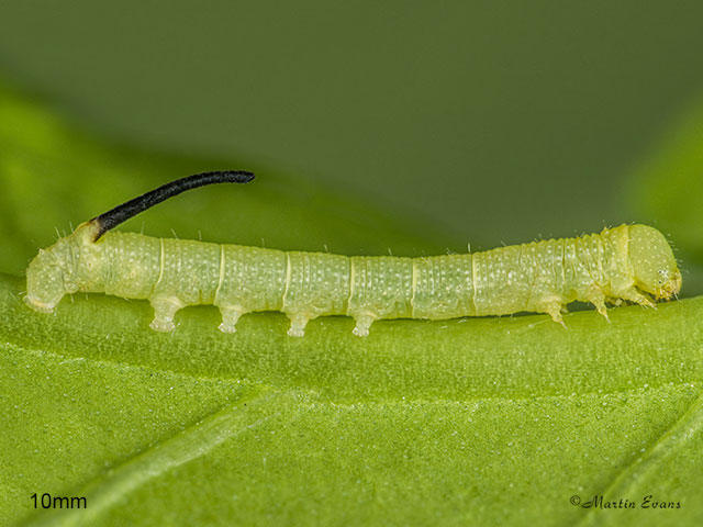  69.005 Deaths Head Hawk-moth larva 10mm Copyright Martin Evans 