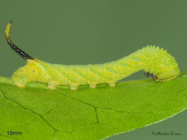  69.005 Deaths Head Hawk-moth larva 19mm Copyright Martin Evans 
