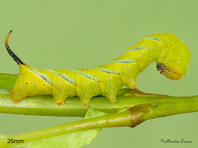  69.005 Deaths Head Hawk-moth larva 26mm Copyright Martin Evans 