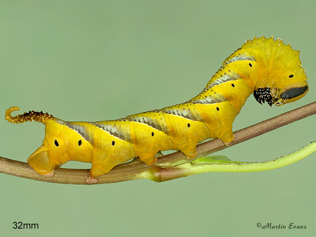  69.005 Deaths Head Hawk-moth larva 32mm Copyright Martin Evans 